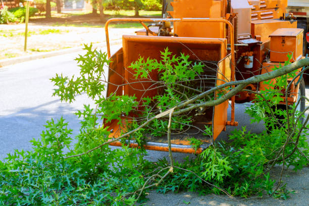 Best Arborist Consultation Services  in Caledonia, MS