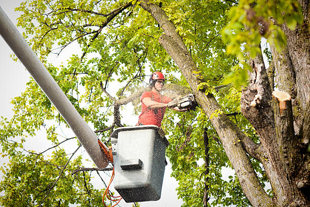 How Our Tree Care Process Works  in  Caledonia, MS